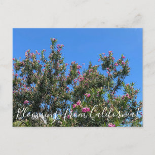 Blooming från Kalifornien: Desert Willow Postcard Vykort