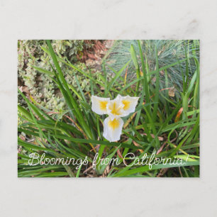 Blooming från Kalifornien: Douglas Iris Vykort