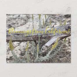 Blooming från Kalifornien: Dune Sagewort Postcard Vykort