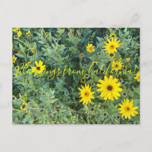 Blooming från Kalifornien: Encelia californica Vykort