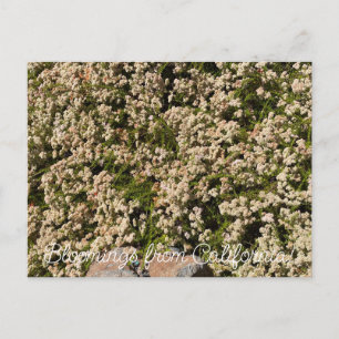 Blooming från Kalifornien: Eriogonum fasciculatum Vykort