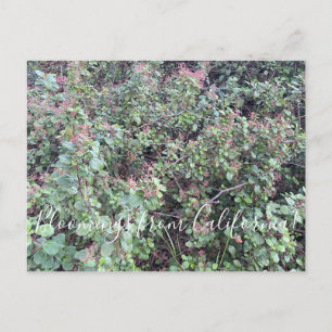 Blooming från Kalifornien: Evergreen Currant Postc Vykort