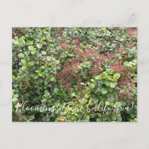 Blooming från Kalifornien: Evergreen Currant Vykort