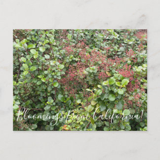 Blooming från Kalifornien: Evergreen Currant Vykort