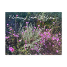 Blooming från Kalifornien: Farewell till Vår!