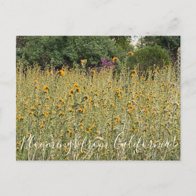 Blooming från Kalifornien: Fiddlenecks Postcard Vykort (Framsida)