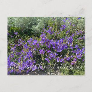 Blooming från Kalifornien: Foothill Penstemon Vykort