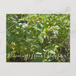 Blooming från Kalifornien: Fragrant Pitcher Sage Vykort