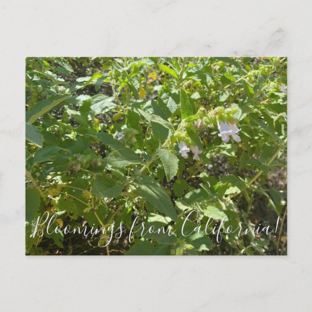 Blooming från Kalifornien: Fragrant Pitcher Sage Vykort (Framsida)