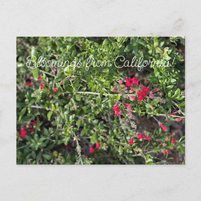 Blooming från Kalifornien: Gambelia speciosa Vykort (Framsida)