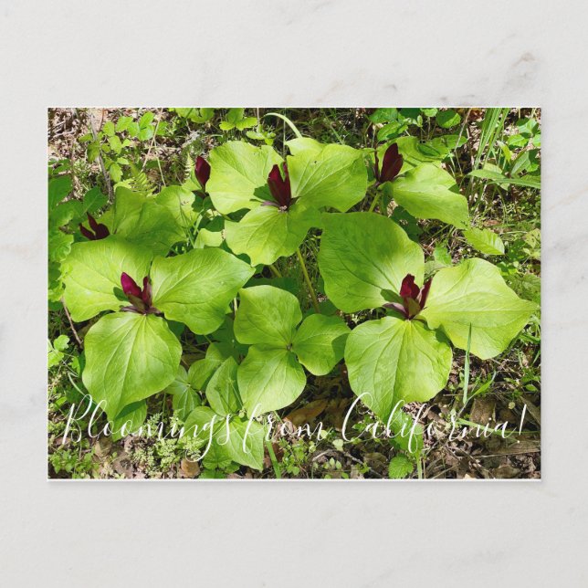 Blooming från Kalifornien: Giant Wakerobin Vykort (Framsida)