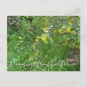Blooming från Kalifornien: Golden Currant Vykort