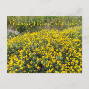 Blooming från Kalifornien: Golden Yarrow Vykort