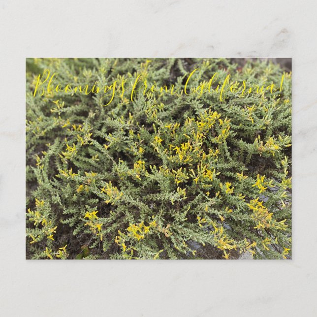 Blooming från Kalifornien: Goldenbush Vykort (Framsida)