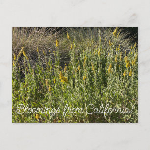 Blooming från Kalifornien Goldenrod Vykort