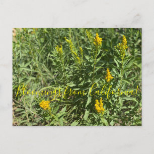 Blooming från Kalifornien Goldenrod Vykort