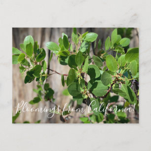 Blooming från Kalifornien: Greenleaf Manzanita Vykort