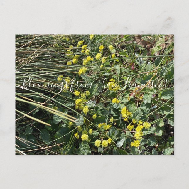 Blooming från Kalifornien: Gult Buckvete Postca Vykort (Framsida)
