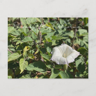 Blooming från Kalifornien: Helig Datura Postcard Vykort