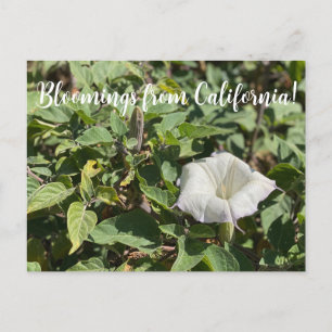 Blooming från Kalifornien: Helig Datura Postcard Vykort
