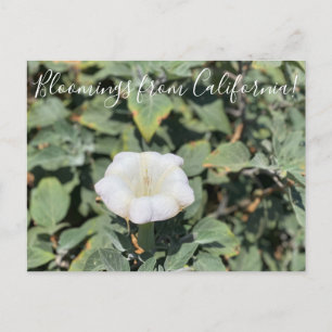 Blooming från Kalifornien: Helig Datura Postcard Vykort
