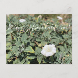 Blooming från Kalifornien: Helig Datura Vykort