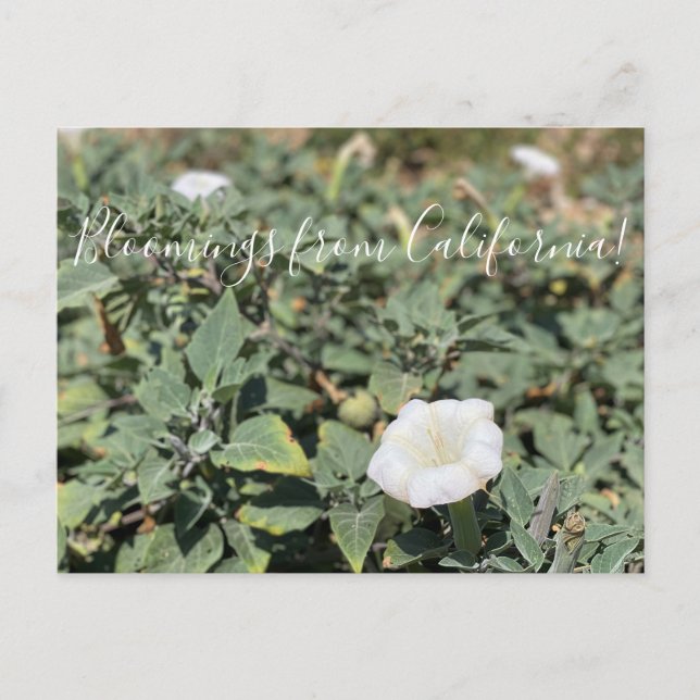 Blooming från Kalifornien: Helig Datura Vykort (Framsida)