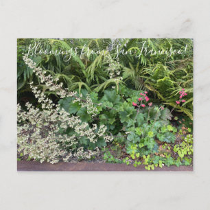 Blooming från Kalifornien: Heuchera maxima Vykort