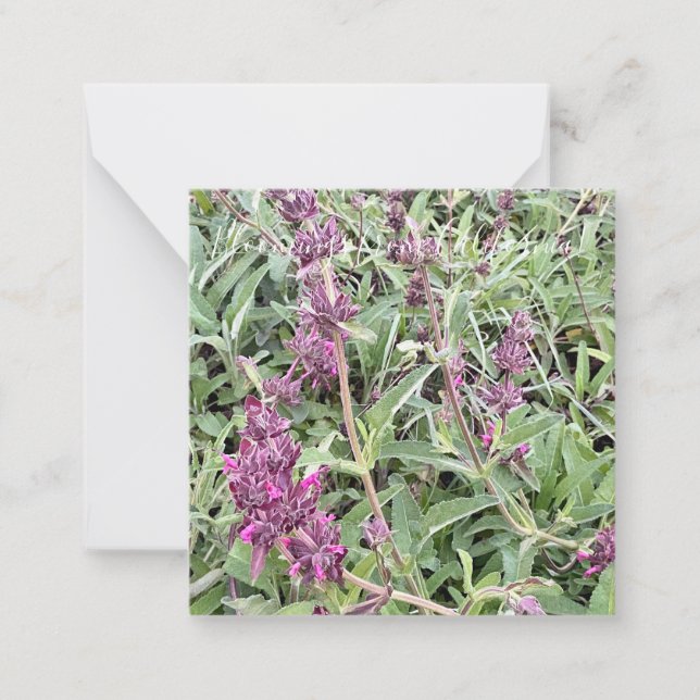 Blooming från Kalifornien: Hummingbird Sage Anteckningskort (Framsida)