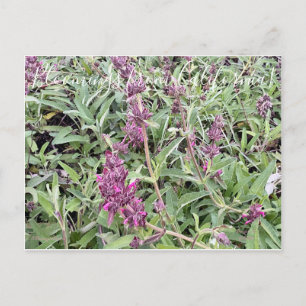 Blooming från Kalifornien: Hummingbird Sage Vykort