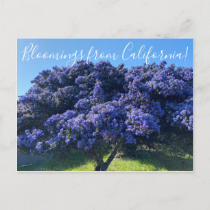Blooming från Kalifornien: Kalifornien Lilac Vykort