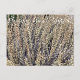 Blooming från Kalifornien: Kalifornien Sagebrush Vykort