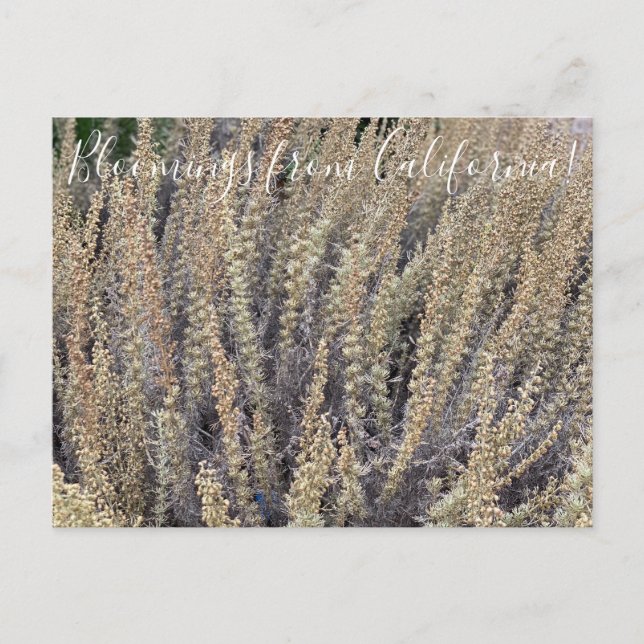 Blooming från Kalifornien: Kalifornien Sagebrush Vykort (Framsida)
