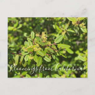 Blooming från Kalifornien: Koffeberry Vykort