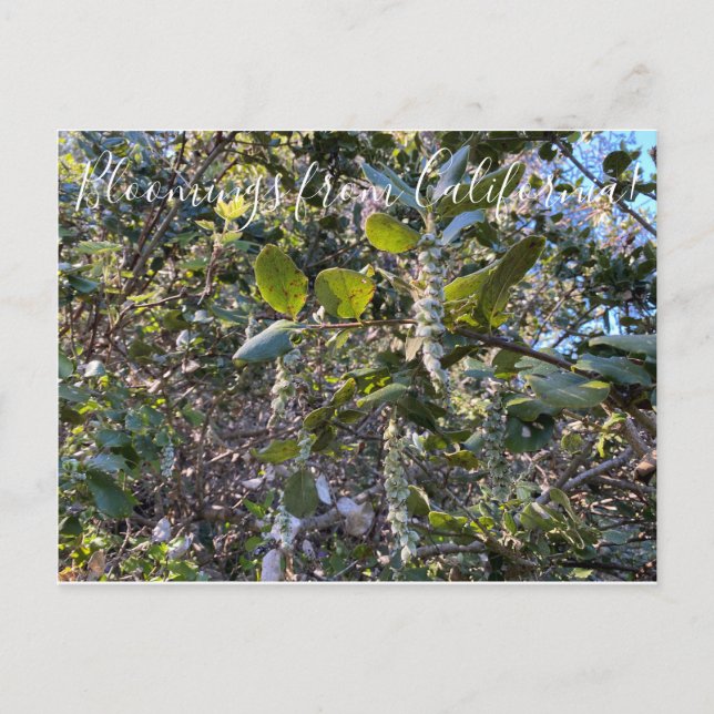 Blooming från Kalifornien: Kusten Silke Tassel Pos Vykort (Framsida)