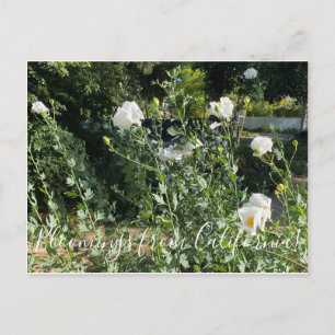 Blooming från Kalifornien: Matilija Poppy Vykort