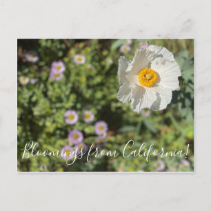 Blooming från Kalifornien: Matilija Poppy Vykort