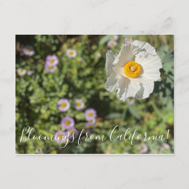 Blooming från Kalifornien: Matilija Poppy Vykort (Framsida)