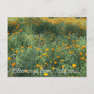 Blooming från Kalifornien: May Poppies Vykort