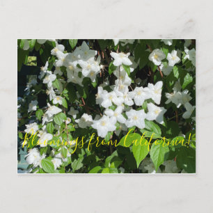 Blooming från Kalifornien: Mock Orange! Vykort