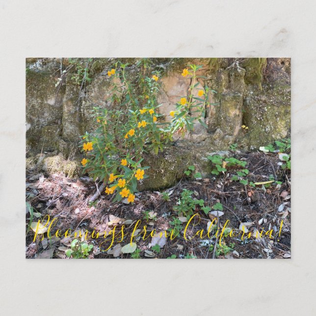 Blooming från Kalifornien: Monkey Flowers Vykort (Framsida)