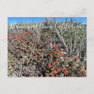 Blooming från Kalifornien: Monterey Paintbrush Pos Vykort