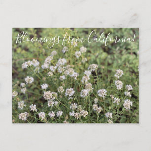 Blooming från Kalifornien: Mountain Coyote Mint Vykort