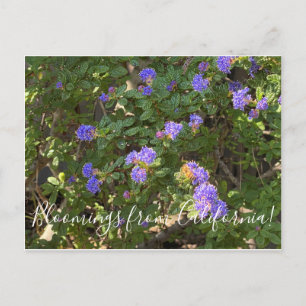 Blooming från Kalifornien: Mountain Lilac Vykort