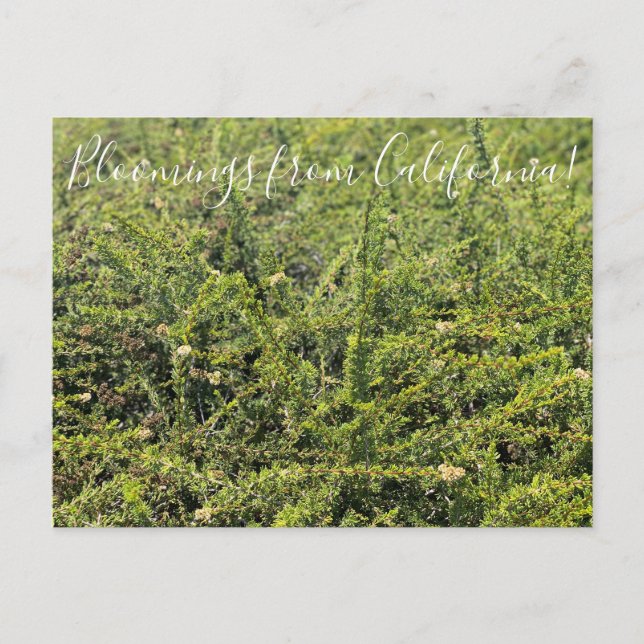 Blooming från Kalifornien: Nicolas Chamise Postcar Vykort (Framsida)