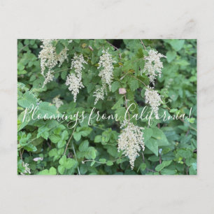 Blooming från Kalifornien: Ocean Spray Vykort