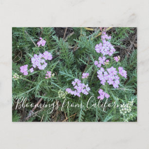 Blooming från Kalifornien: Ön Rosa Yarrow Vykort