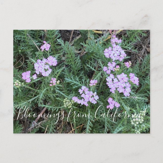 Blooming från Kalifornien: Ön Rosa Yarrow Vykort (Framsida)
