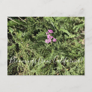 Blooming från Kalifornien: Ön Rosa Yarrow Vykort