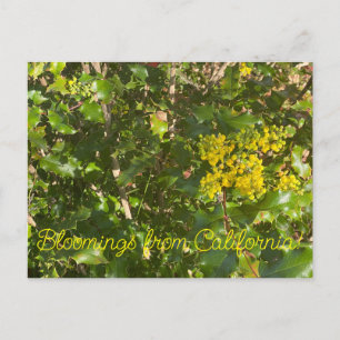 Blooming från Kalifornien: Oregon Grapes Vykort